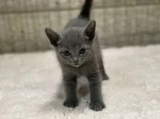 ロシアンブルー【栃木県・女の子・2020年6月28日・ブルー】の写真4