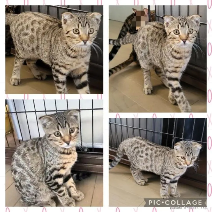 ID:2208-00063の子猫