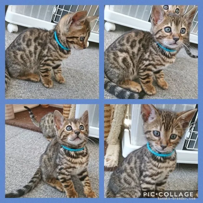 ID:1904-01369の子猫