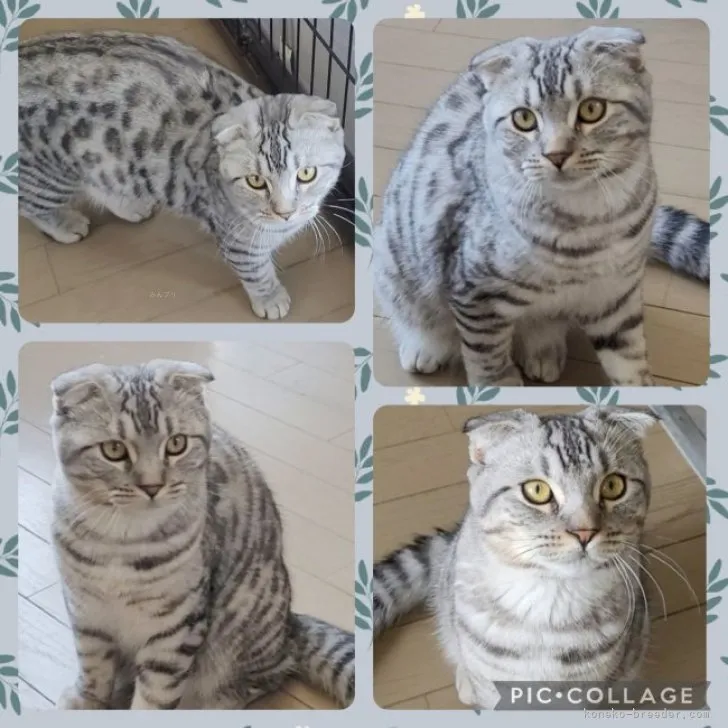 ID：2310-01697の子猫