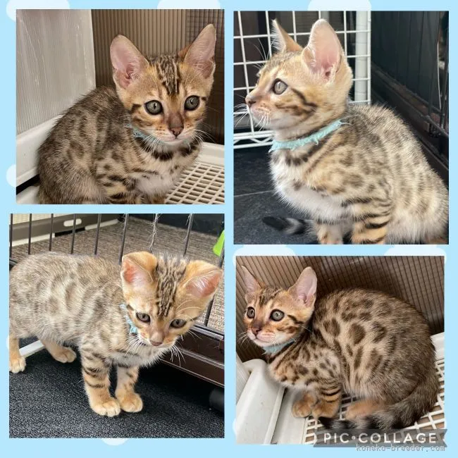 ID:2106-01239の子猫