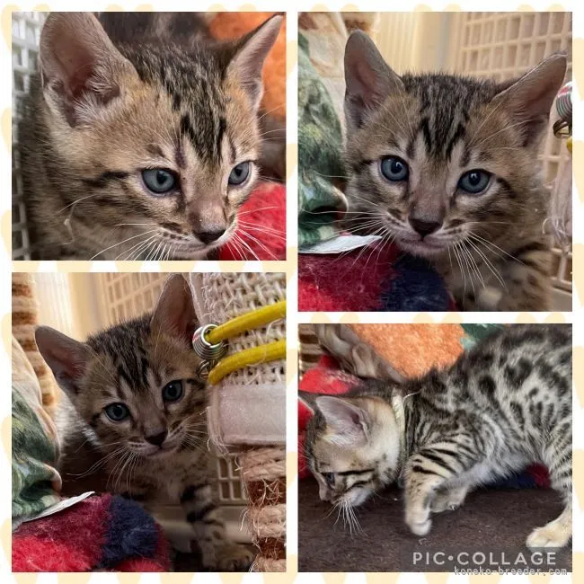 ID:2104-01703の子猫