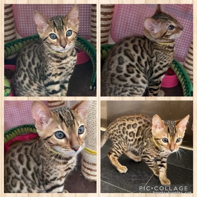 ID:2107-00974の子猫