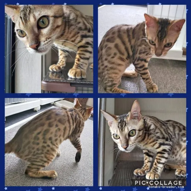 ID：1906-00537の子猫