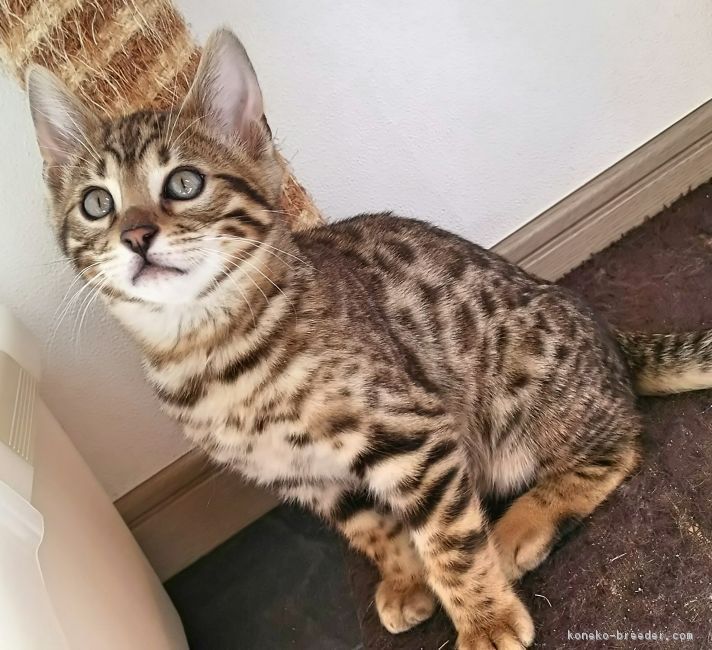 ID:1702-00364の子猫