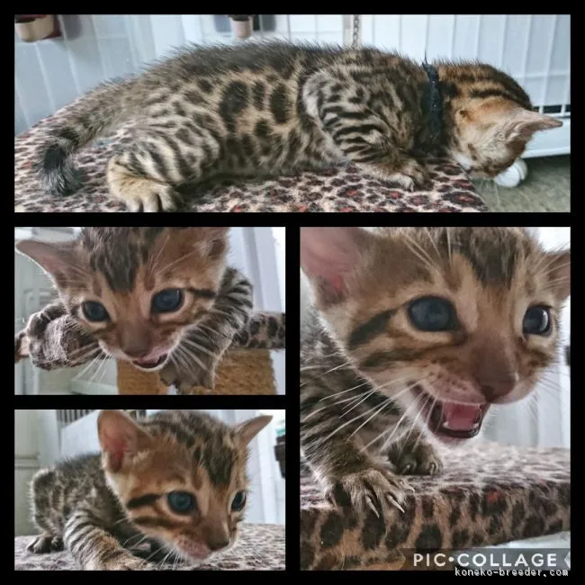 ID:1809-01342の子猫