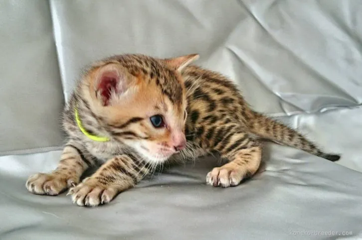 ID：1512-00257の子猫