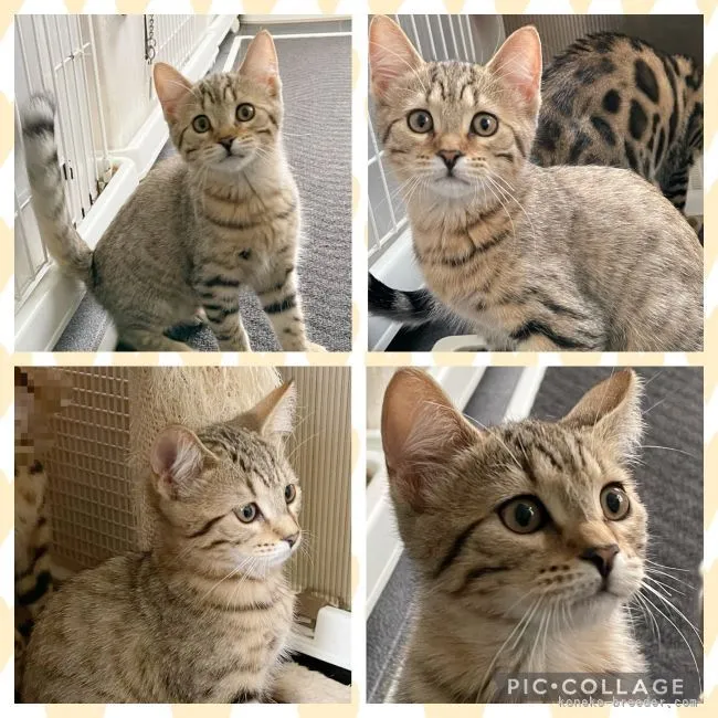 ID:2108-01448の子猫