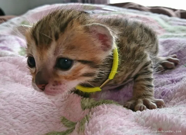 ID:1704-00024の子猫
