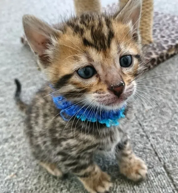 ID:1711-00083の子猫