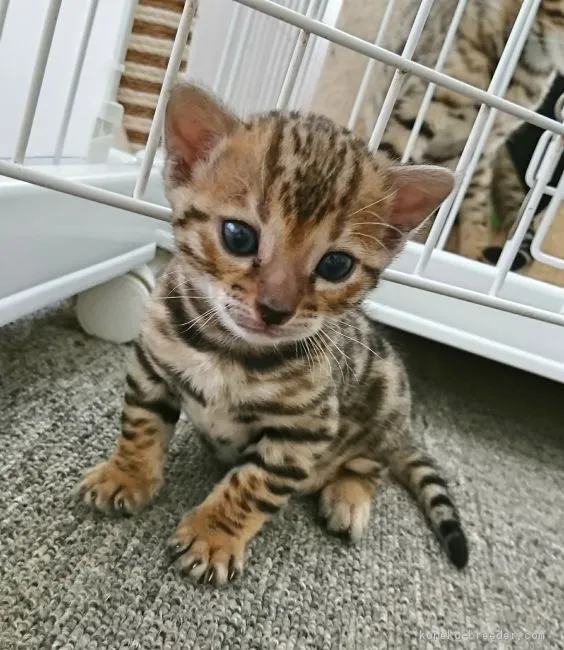 エス.エス 様のお迎えした子猫