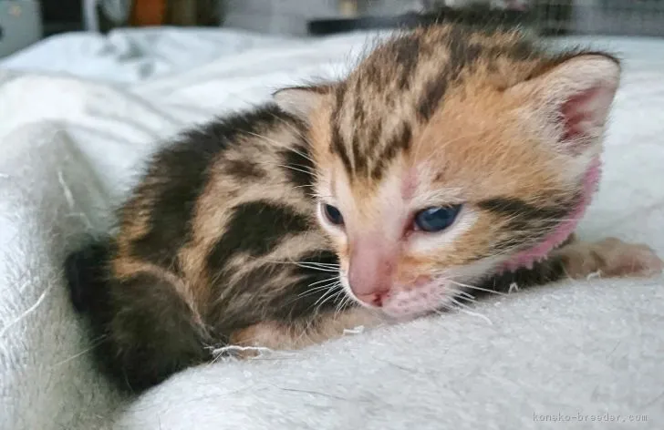 ID:1710-00742の子猫