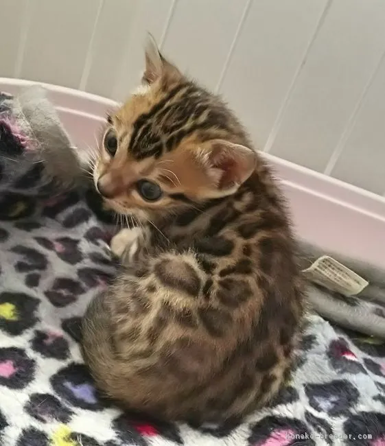 ID:1608-00903の子猫