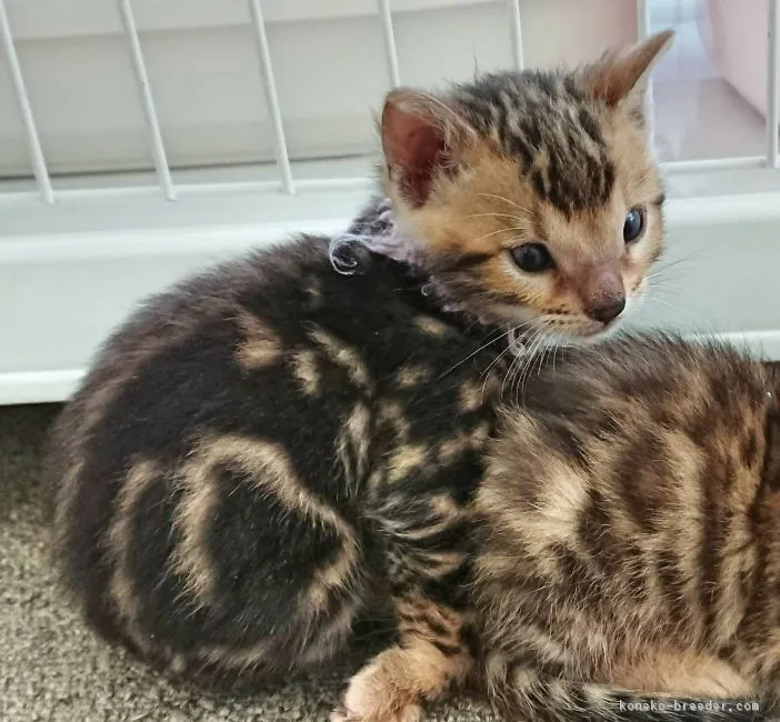 ID:1710-01170の子猫