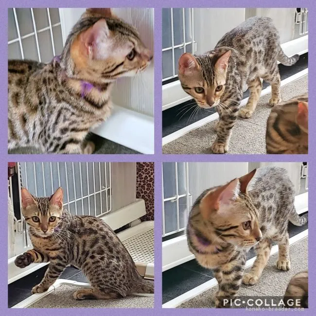 ID：1907-01095の子猫