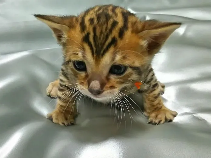 ID：1505-00514の子猫