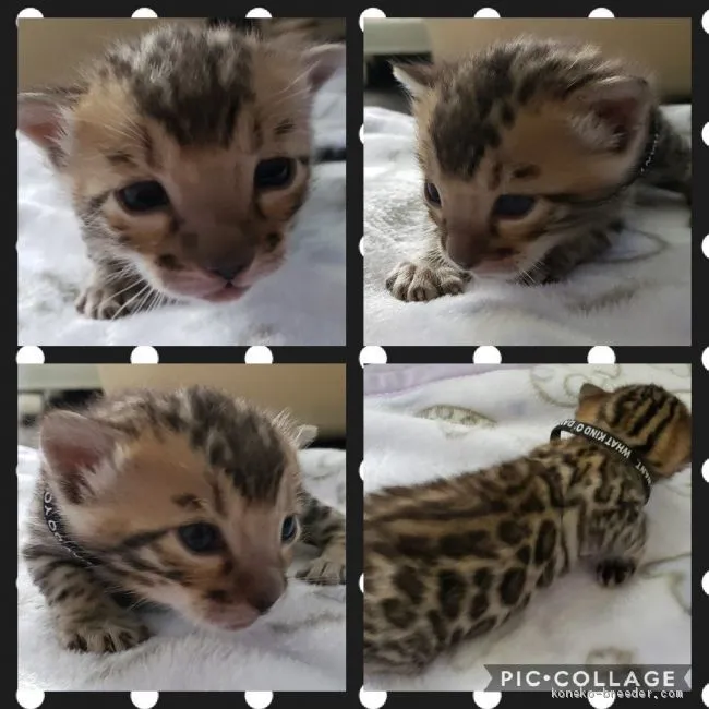 ID:2009-00235の子猫