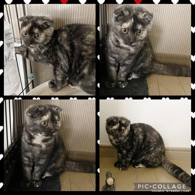 ID:2203-01768の子猫