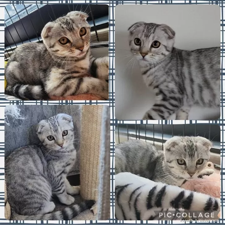 ID:2406-02175の子猫