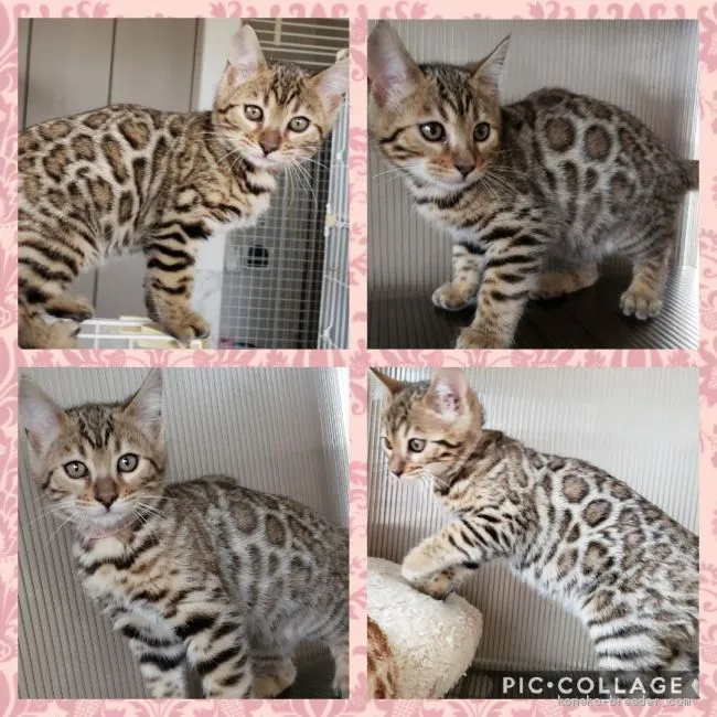 ID:2012-00089の子猫