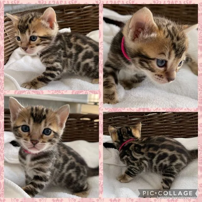 ID：2104-02246の子猫