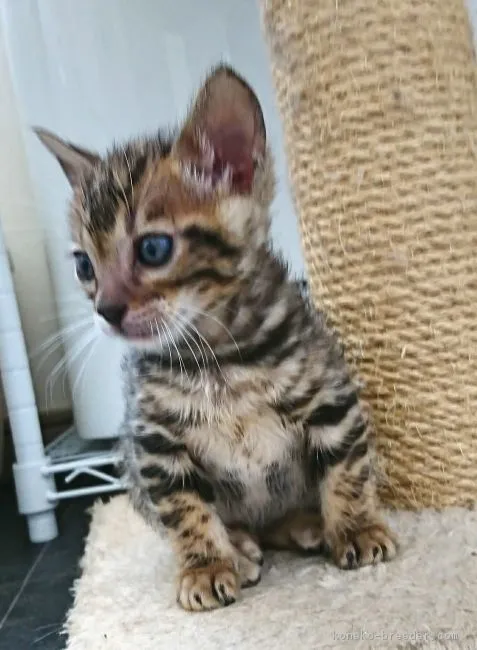 ID:1706-00786の子猫