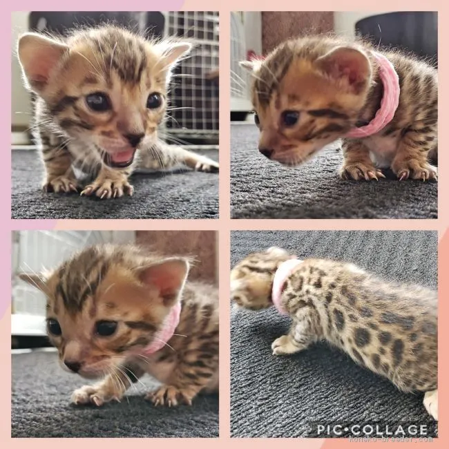 ID:2007-00309の子猫