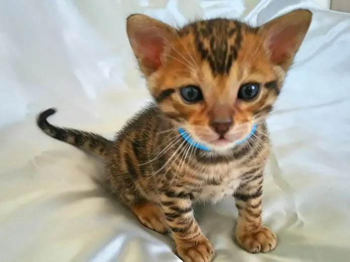 ID：1505-00523の子猫