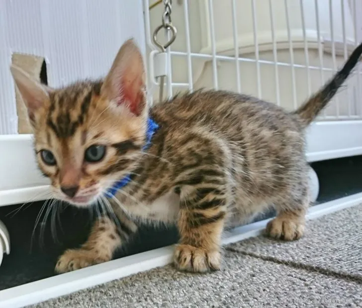ID:1706-00087の子猫