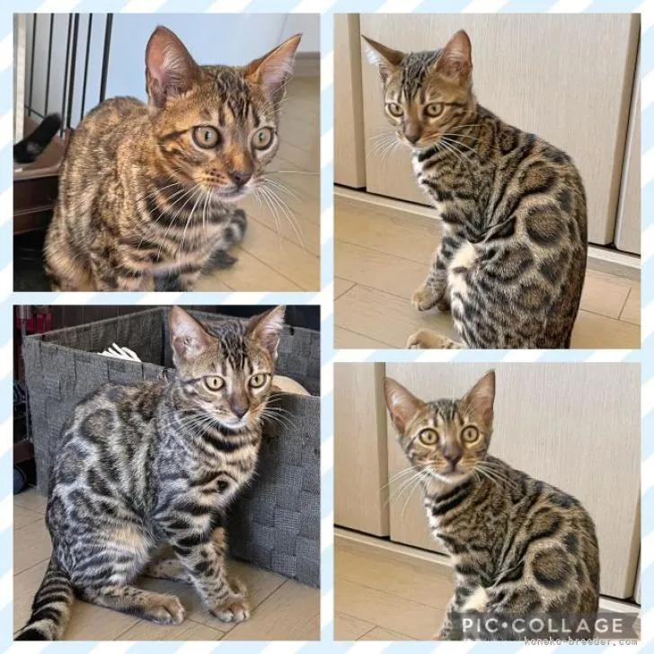 ID：2207-01973の子猫