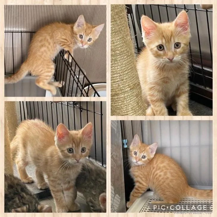 ID:2206-02388の子猫