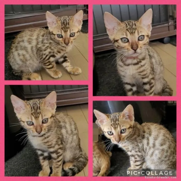 ID：2208-00098の子猫