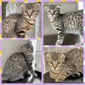 ベンガル×スコティッシュフォールド【埼玉県・女の子・2021年5月21日・ブラウンスポテッドタビー】の写真1「8/17撮影」