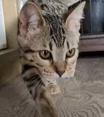 ベンガル【埼玉県・女の子・2024年2月25日・ブラウンスポテッドタビー『ロゼット』】の写真2