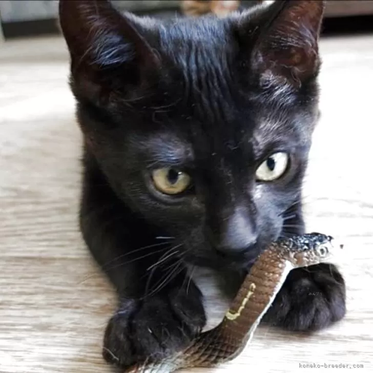 ID：2506-00939の子猫