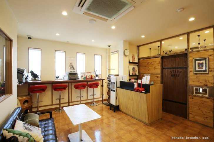 看板猫ちゃんに癒されながらまったりご覧いただけるご見学スペースをご用意しております！｜沢辺　雅斗(さわべ　まさと)ブリーダー(茨城県・サイベリアンなど・ICC/ACC登録)の紹介写真2