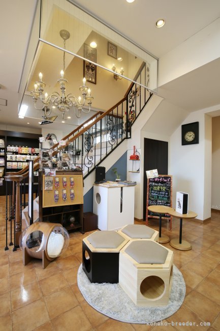 当猫舎は猫専用の施設で運営しております！（自宅ではございません）｜沢辺　雅斗(さわべ　まさと)ブリーダー(茨城県・サイベリアンなど・ICC/ACC登録)の紹介写真3