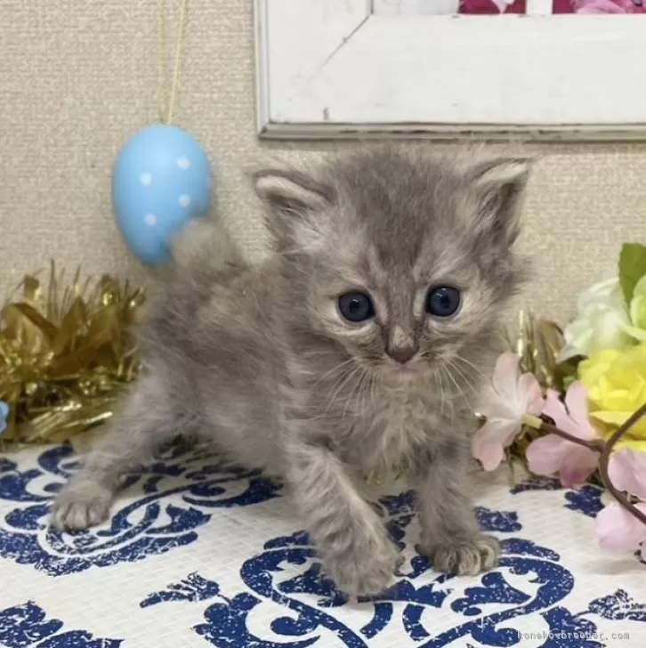 ID:2404-00977の子猫