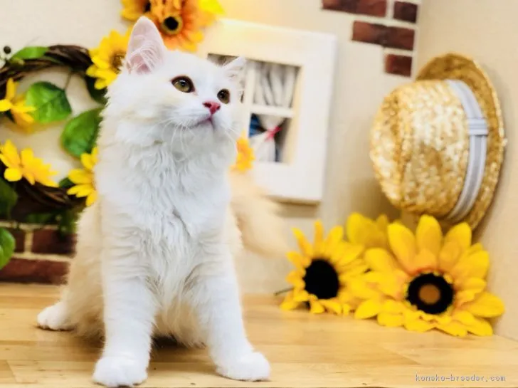 ID:1804-01384の子猫