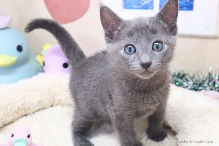 ID：2203-00781の子猫