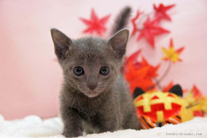ID:1709-00614の子猫