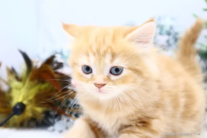 ID:2011-01406の子猫
