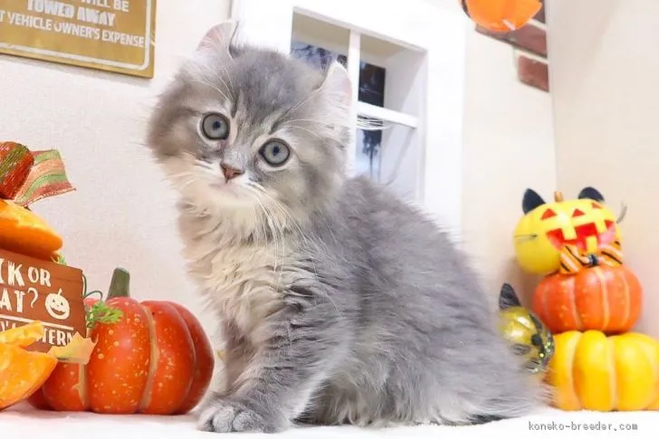 ID：1907-01362の子猫