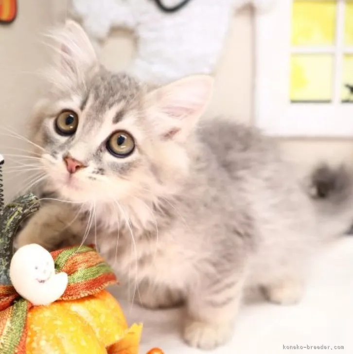 ID：2309-00464の子猫