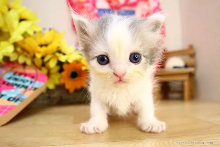 涼 様のお迎えした子猫