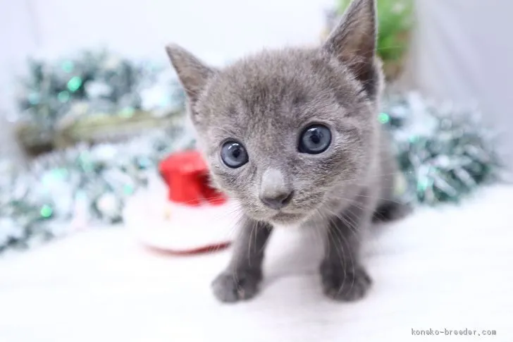 HIRO 様のお迎えした子猫