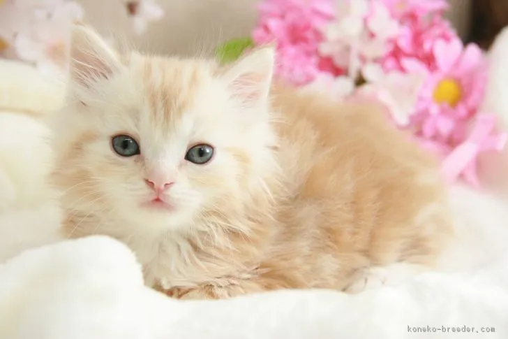 ID:1803-00241の子猫