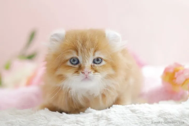 ID:1704-00123の子猫