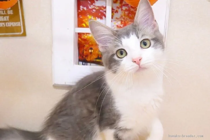 ID:1906-00861の子猫