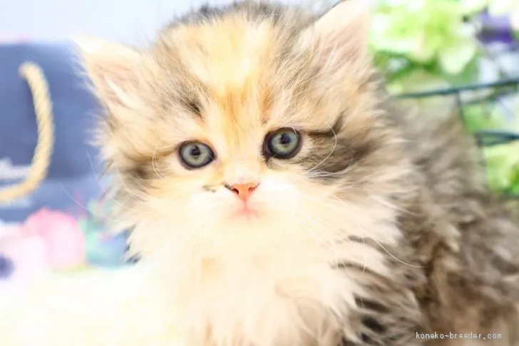 ID:2102-01427の子猫